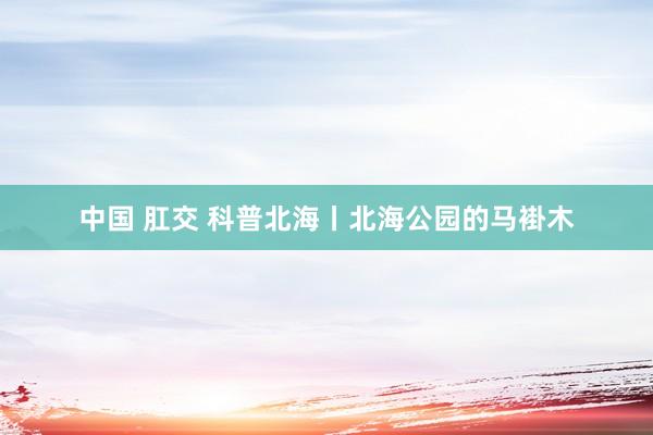 中国 肛交 科普北海丨北海公园的马褂木